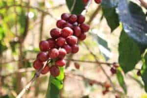 coffee fruit