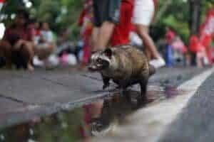 kopi luwak , world's most expensive coffee